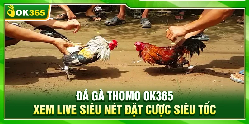 Đá Gà Thomo OK365 – Xem Live Siêu Nét Đặt Cược Siêu Tốc