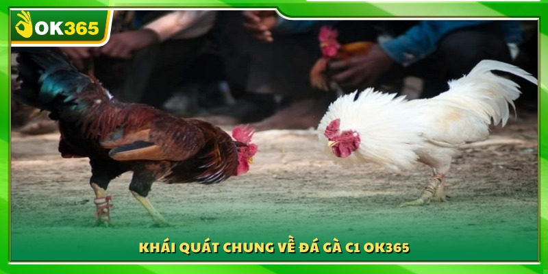 Giới thiệu tổng quan về giải đấu đá gà C1 OK365