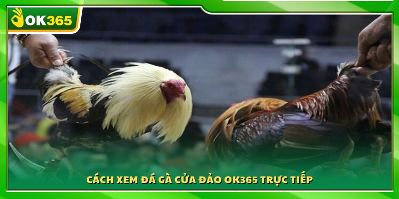 Hướng dẫn theo dõi các trận đá gà cựa dao OK365