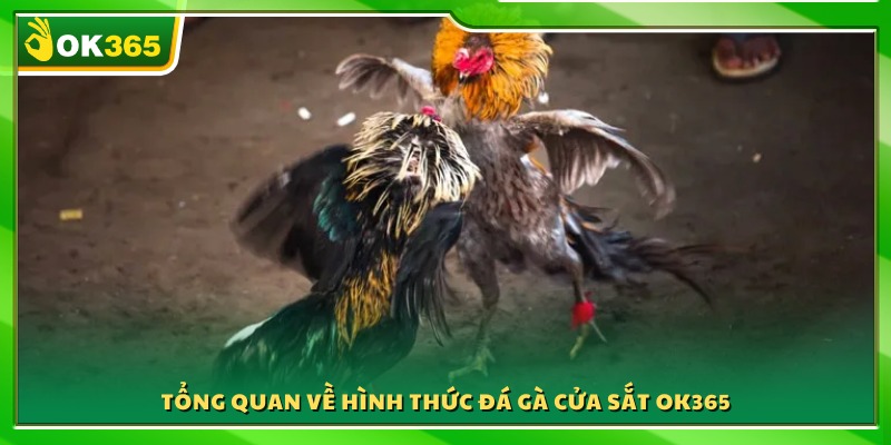 Sơ lược khái quát về loại hình đá gà cửa sắt OK365 