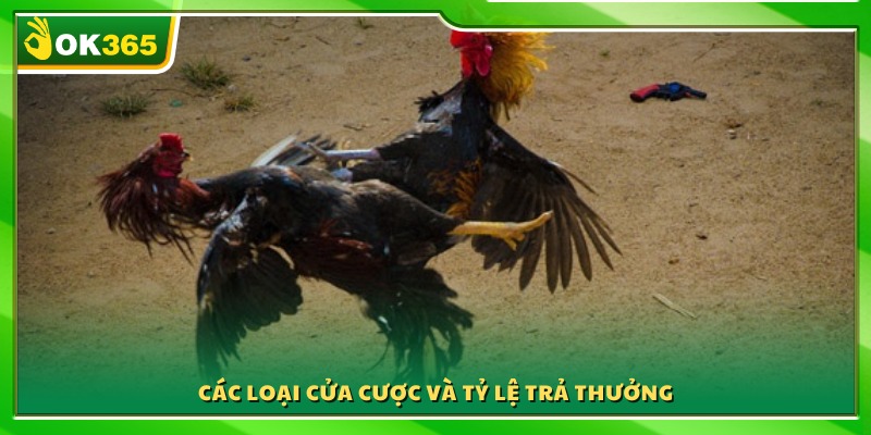 Danh mục các hình thức đặt cược kèm mức trả thưởng