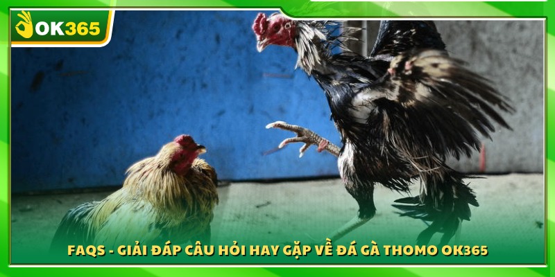 Giải đáp thắc mắc phổ biến của người chơi về sảnh Thomo OK365