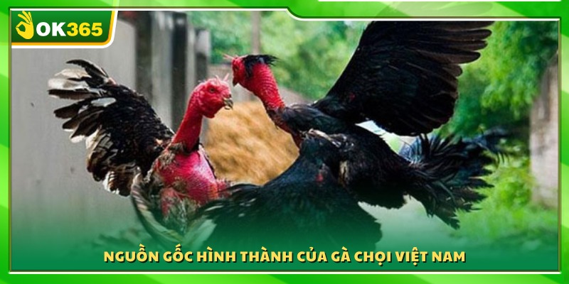 Lịch sử ra đời và phát triển của giống gà chọi Việt Nam